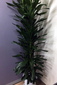 観葉植物1