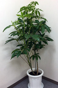 観葉植物2
