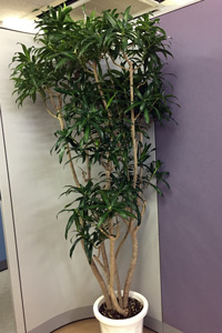 観葉植物3