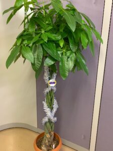 パキラ　クリスマスバージョン