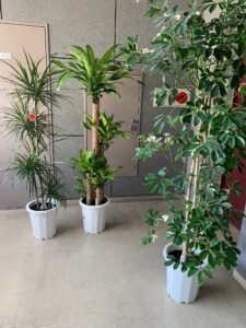 11月の3兄弟