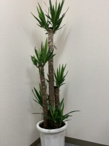 ユッカ