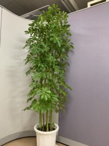 エレファンティペス、ホンコン