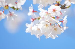 新年度です。
