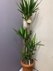 ユッカ