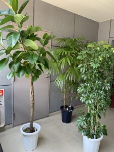 観葉植物3兄弟5月