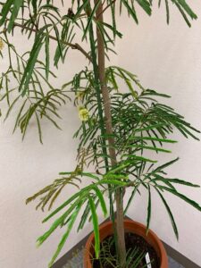 エバーフレッシュクローズ