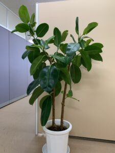 植物