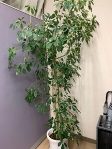 植物