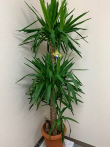 植物