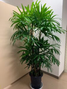 植物