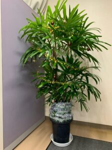 植物